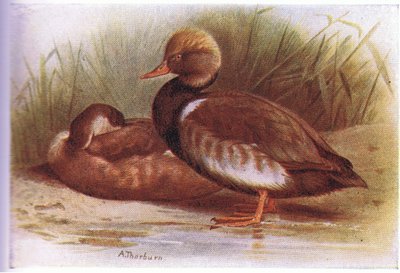 Red Crested Pochard by Archibald Thorburn